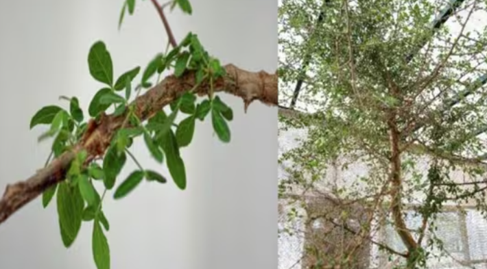 Ancient Seed Revived: A 1,000-Year-Old Tree May Hold the Key to Cancer Treatment