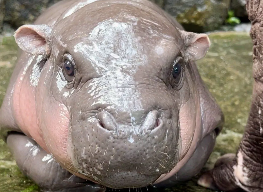 The Viral Baby Hippo Facing Adoration and Misuse