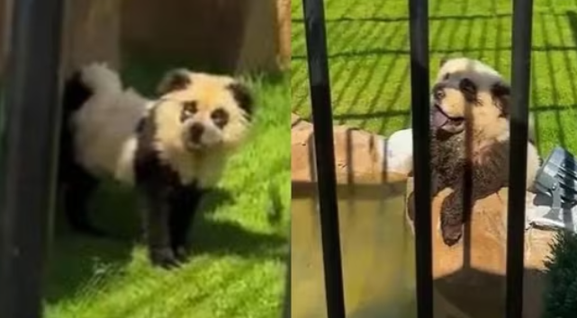 Chinese Zoo’s Bizarre Stunt: Painting Dogs as Pandas