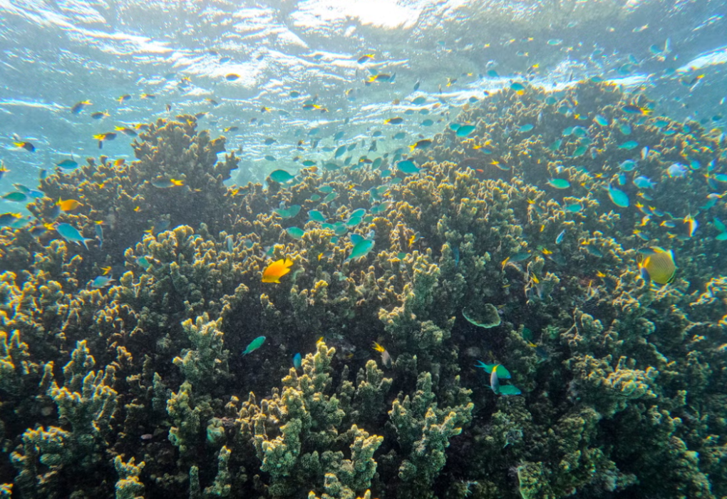 Hope for the Great Barrier Reef: Heat-Tolerant Corals Found